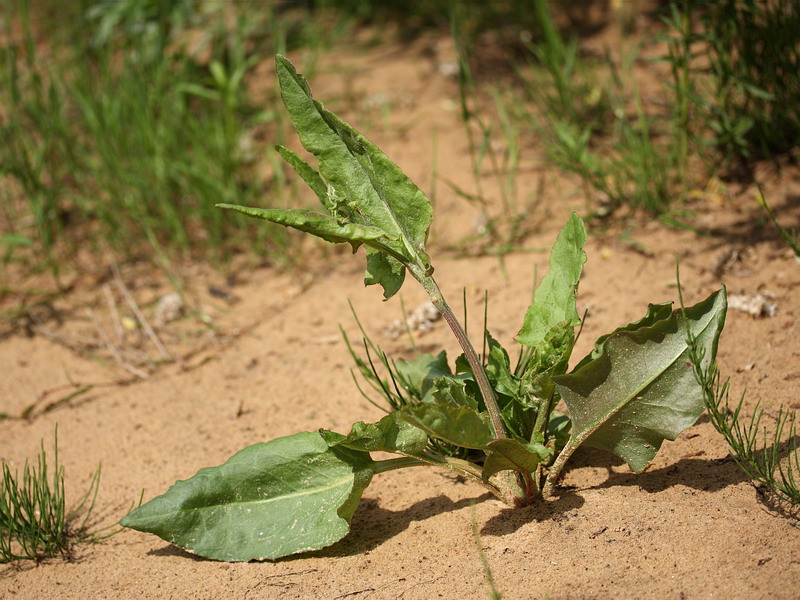 Изображение особи Rumex acetosa.