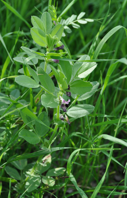 Изображение особи Vicia narbonensis.