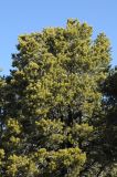 Pinus edulis