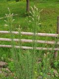 Myricaria germanica
