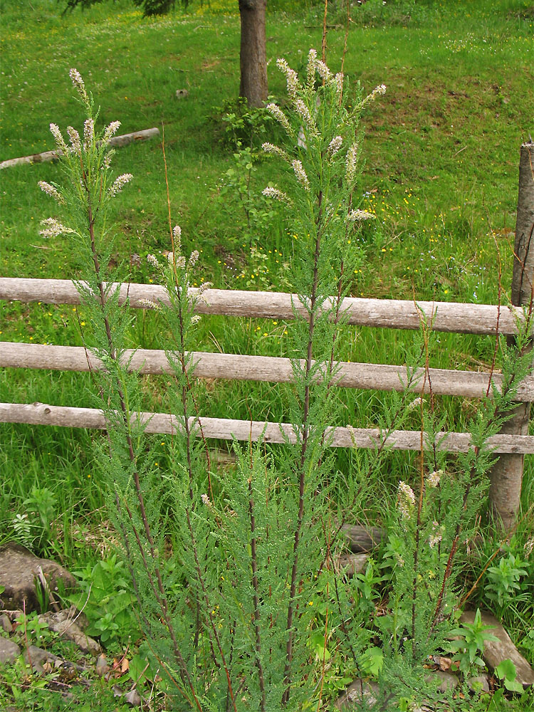 Image of Myricaria germanica specimen.