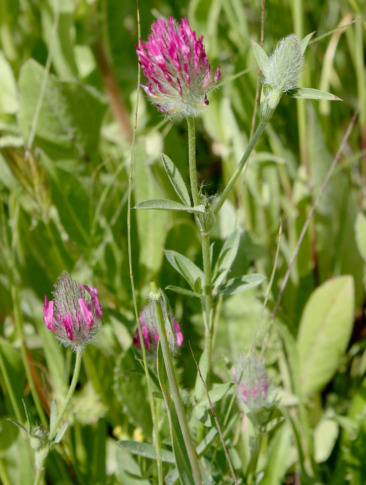 Image of Trifolium purpureum specimen.