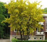 Laburnum anagyroides