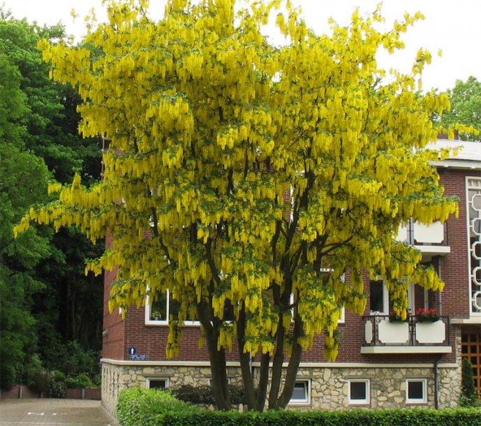 Изображение особи Laburnum anagyroides.