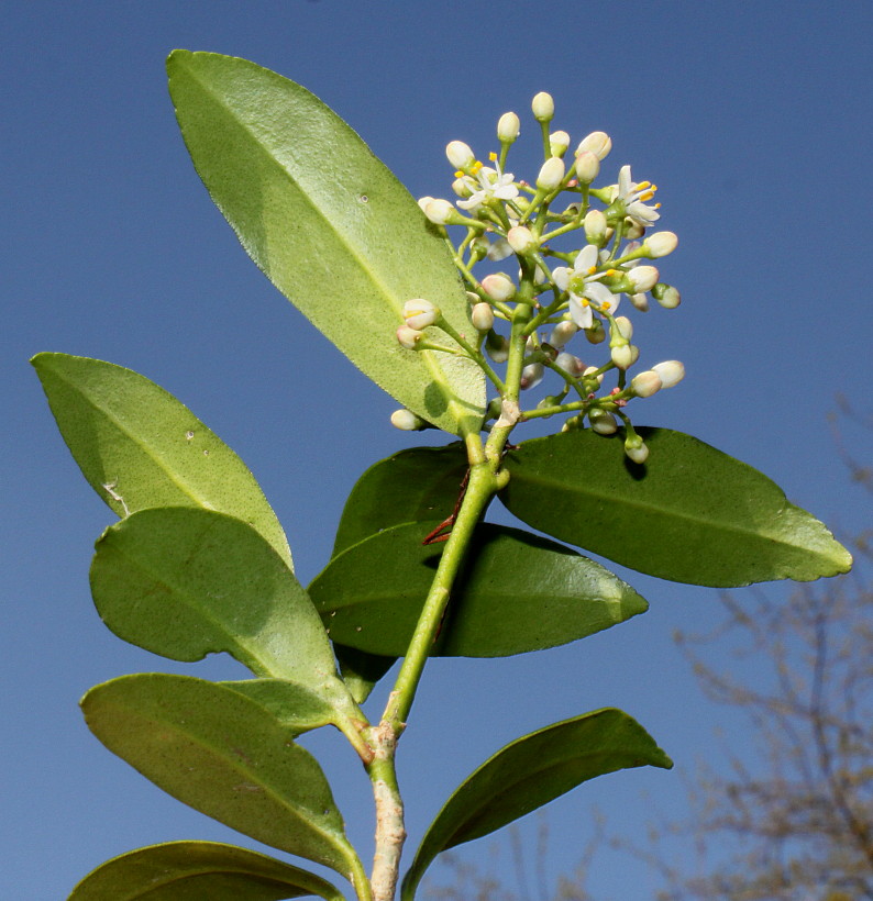 Изображение особи Skimmia reevesiana.