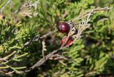 Juniperus phoenicea