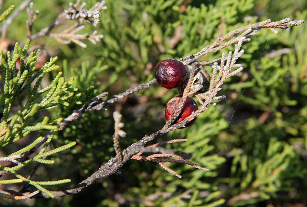 Изображение особи Juniperus phoenicea.