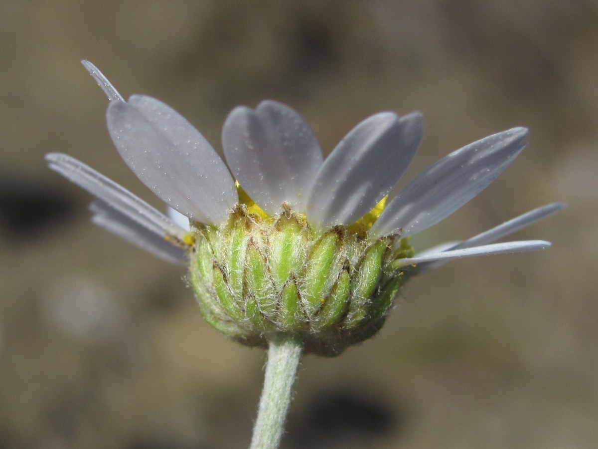 Изображение особи Anthemis tranzscheliana.