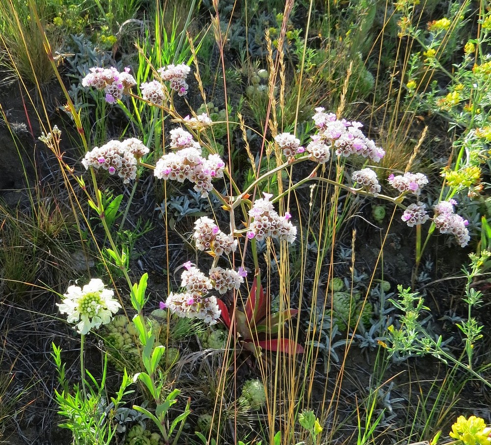 Изображение особи Goniolimon speciosum.