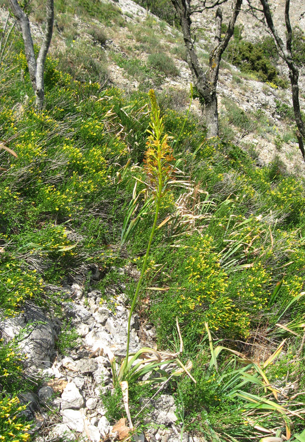 Image of Eremurus jungei specimen.