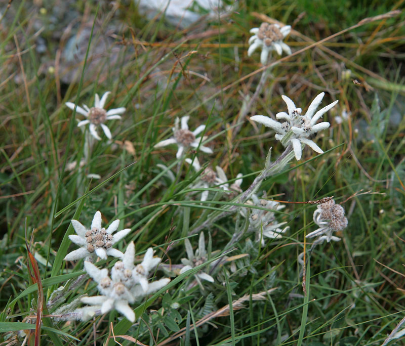 Image of Leontopodium fedtschenkoanum specimen.