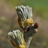 Maackia amurensis. Раскрывающиеся почки. Приморский край, Уссурийский гор. округ, окр. с. Монакино, долина р. Павлиновка. 10.05.2014.