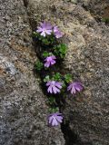 Primula minima. Цветущие растения в скальной расщелине. Украина, Ивано-Франковская обл., Верховинский р-н, хр. Черногора, гора Смотрич, около 1800 м н.у.м. 4 июня 2009 г.