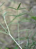Astragalus xiphidium