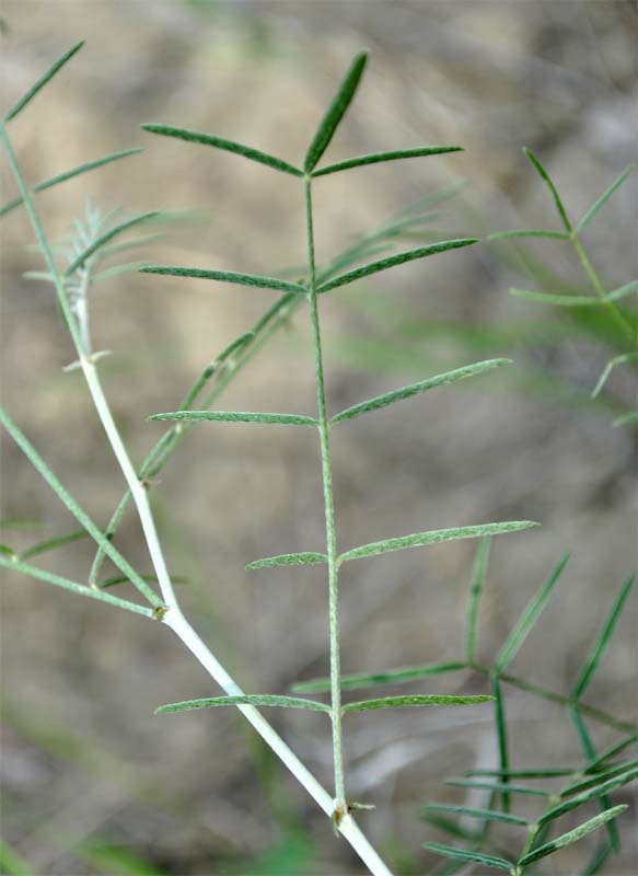 Изображение особи Astragalus xiphidium.
