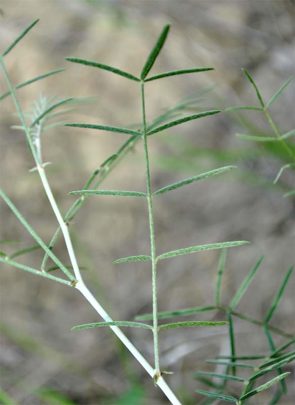 Изображение особи Astragalus xiphidium.