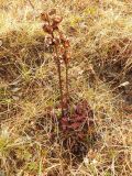 Pedicularis sceptrum-carolinum