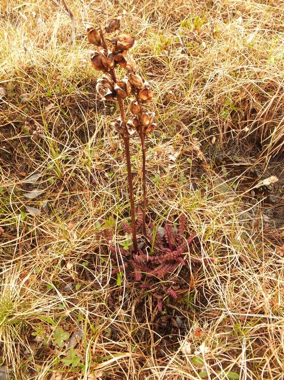 Изображение особи Pedicularis sceptrum-carolinum.