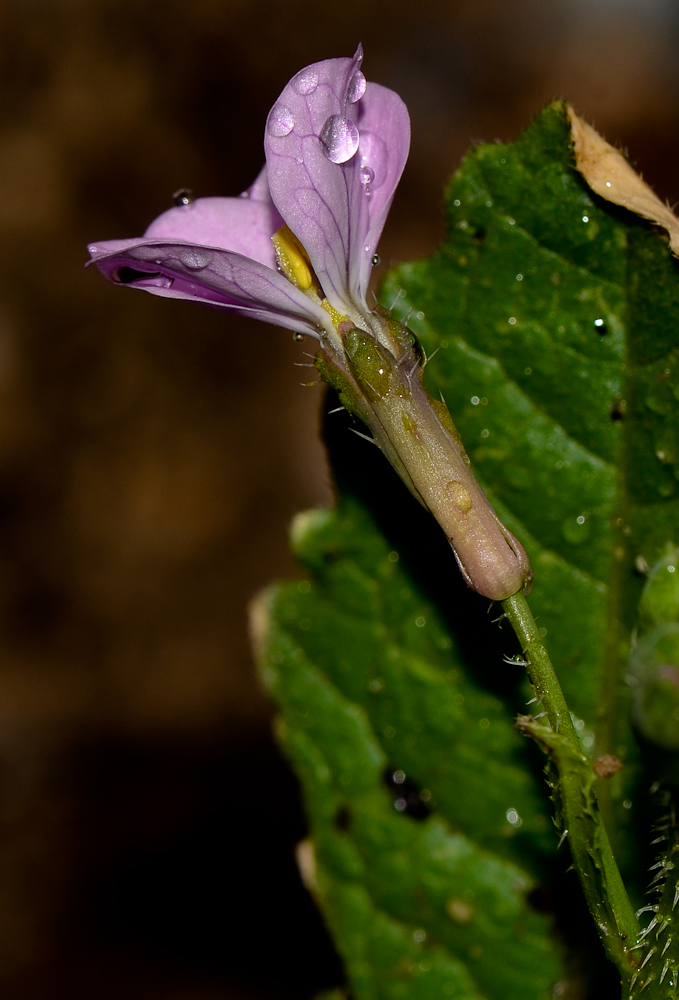 Image of Raphanus rostratus specimen.