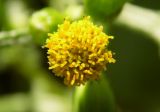 Senecio vulgaris