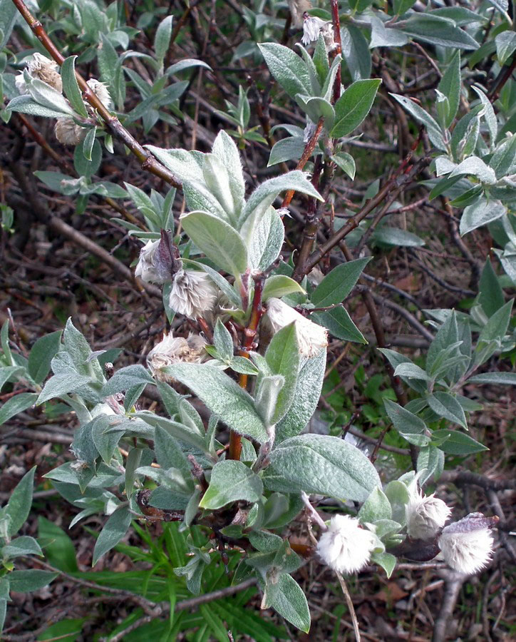 Изображение особи Salix glauca.