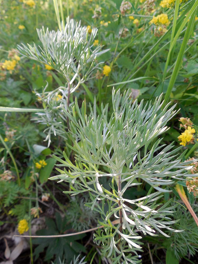 Изображение особи Artemisia sericea.