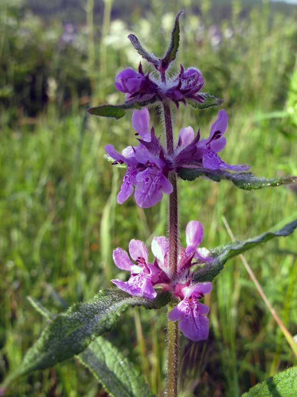 Изображение особи Stachys aspera.