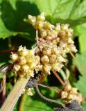 Cuscuta europaea. Соплодия разной степени созревания (на Urtica dioica). Ярославский р-н, окр. пос. Красные Ткачи, берег р. Которосль. 27 июля 2014 г.