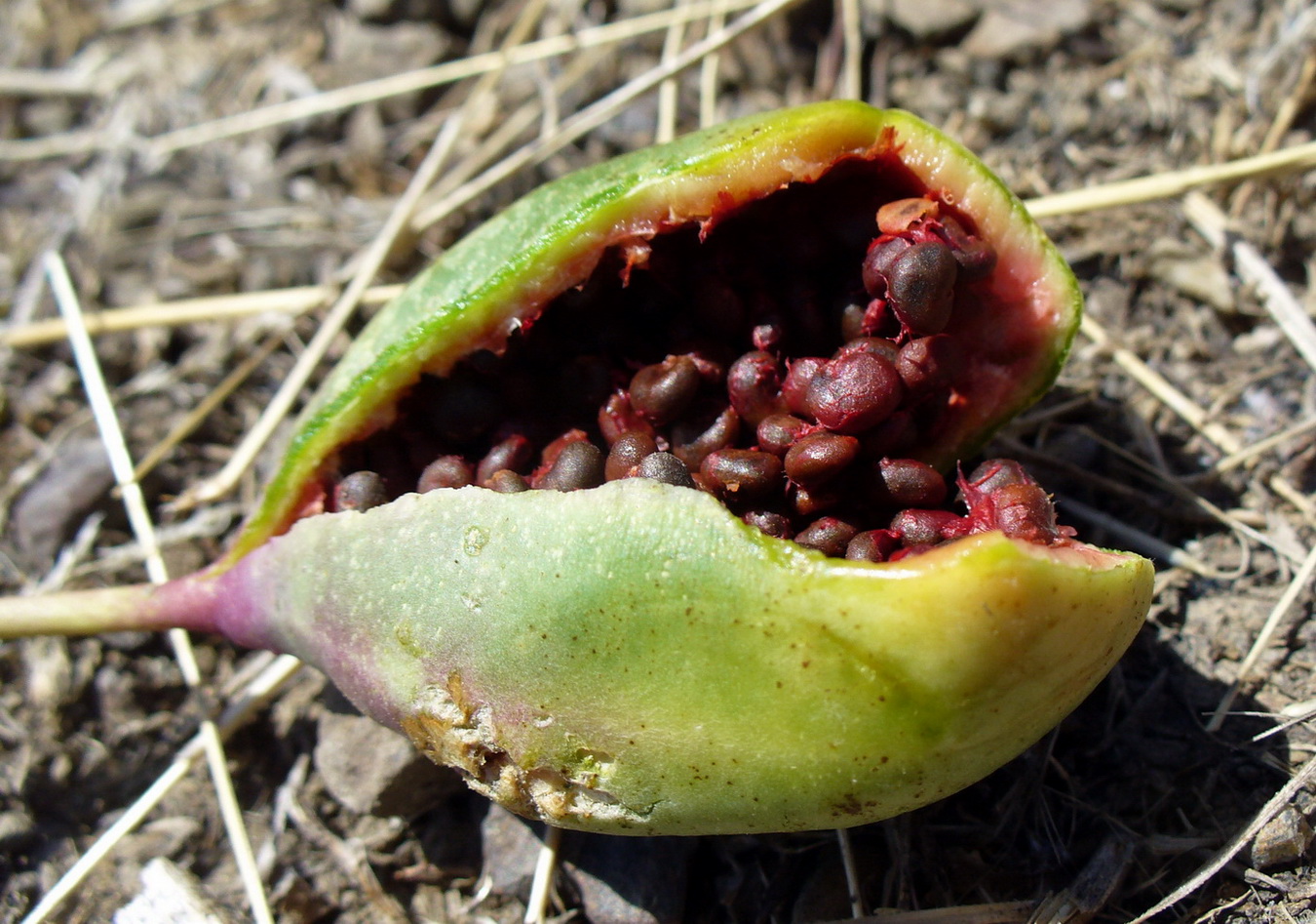 Image of Capparis herbacea specimen.