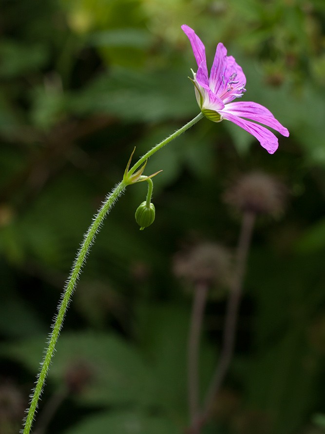 Изображение особи Geranium palustre.