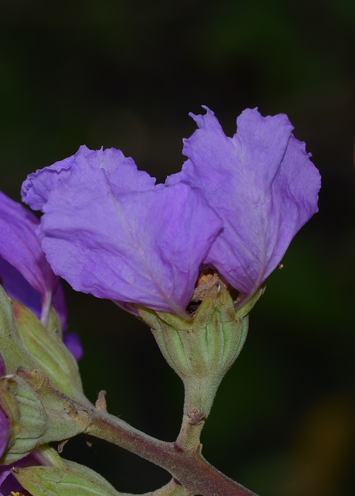 Image of Lagerstroemia speciosa specimen.