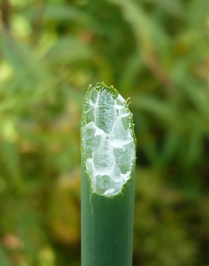 Изображение особи Schoenoplectus lacustris.