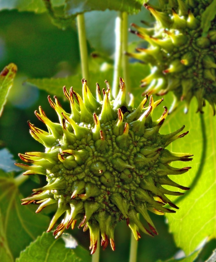 Image of Liquidambar styraciflua specimen.