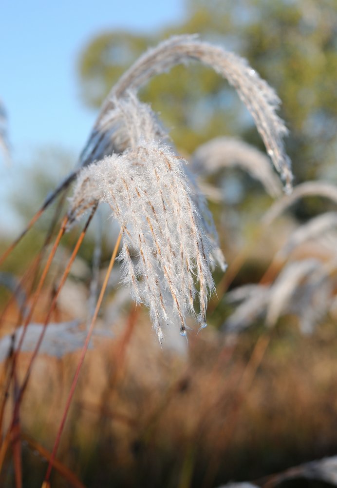 Image of Miscanthus sacchariflorus specimen.