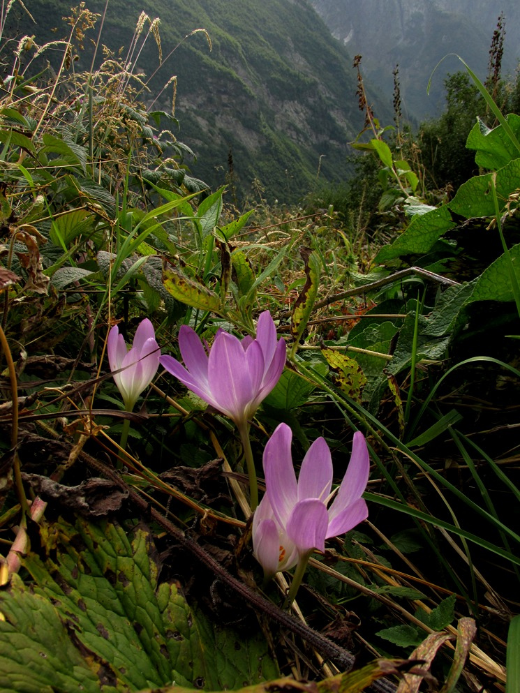 Image of Colchicum speciosum specimen.