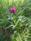 Trifolium alpestre. Цветущее растение. Крым, Бабуган-Яйла. 27 июля 2009 г.