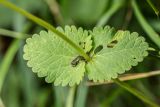 Betonica macrantha. Часть побега. Карачаево-Черкесия, окр. г. Теберда, долина р. Бадук. 23.08.2014.