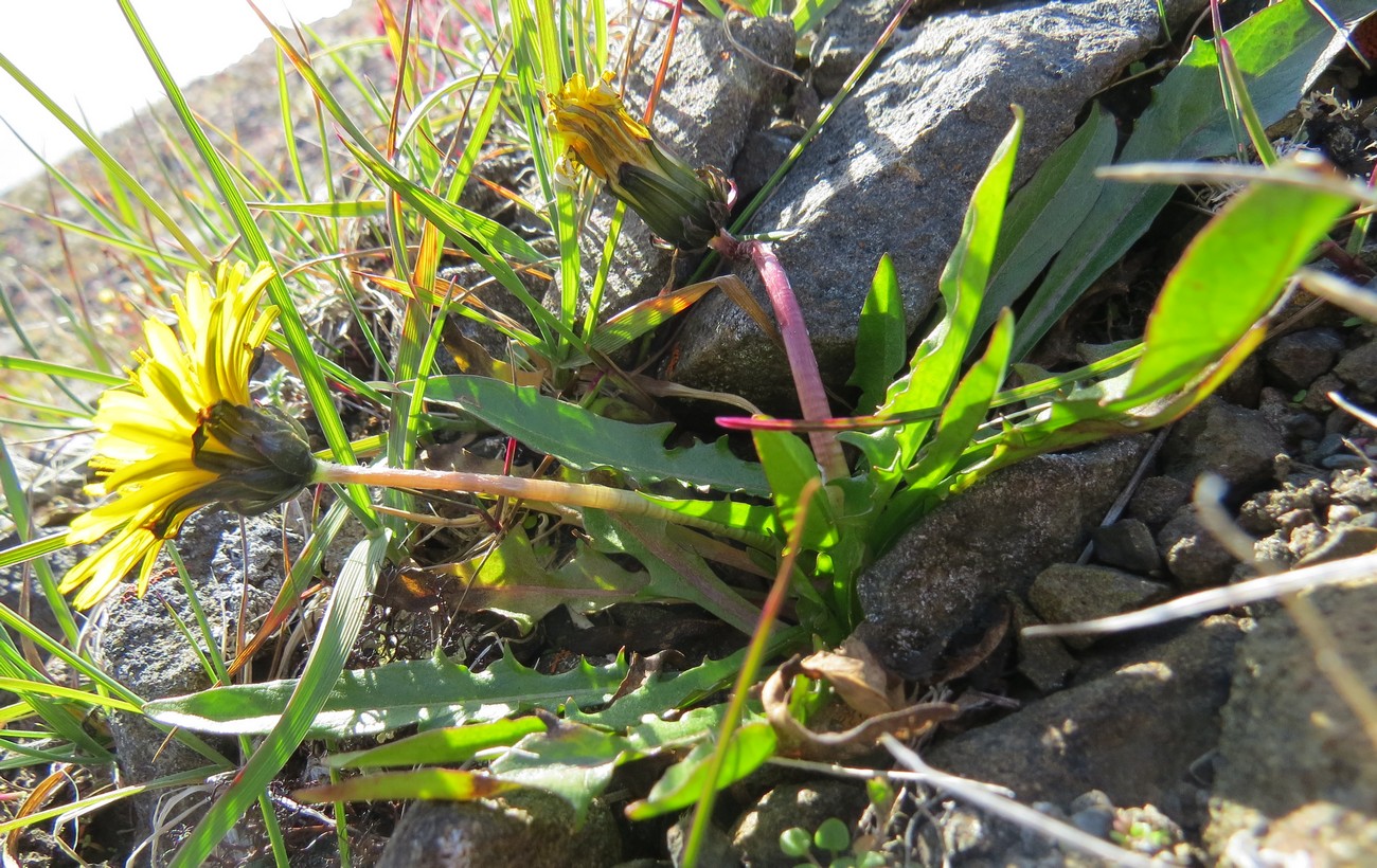 Изображение особи Taraxacum macilentum.