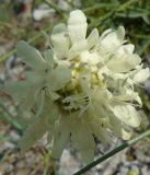 Cephalaria coriacea. Соцветие. Крым, Ялта, ущелье Уч-Кош. 05.08.2009.