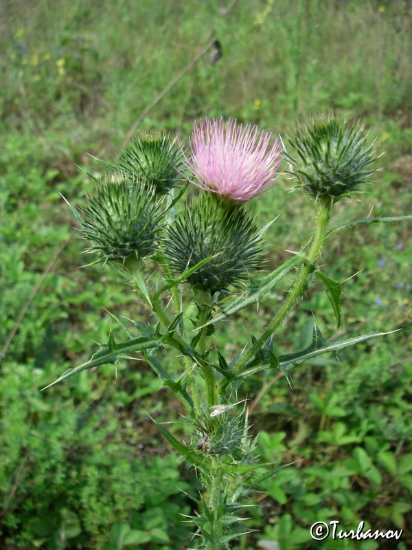 Изображение особи Cirsium vulgare.