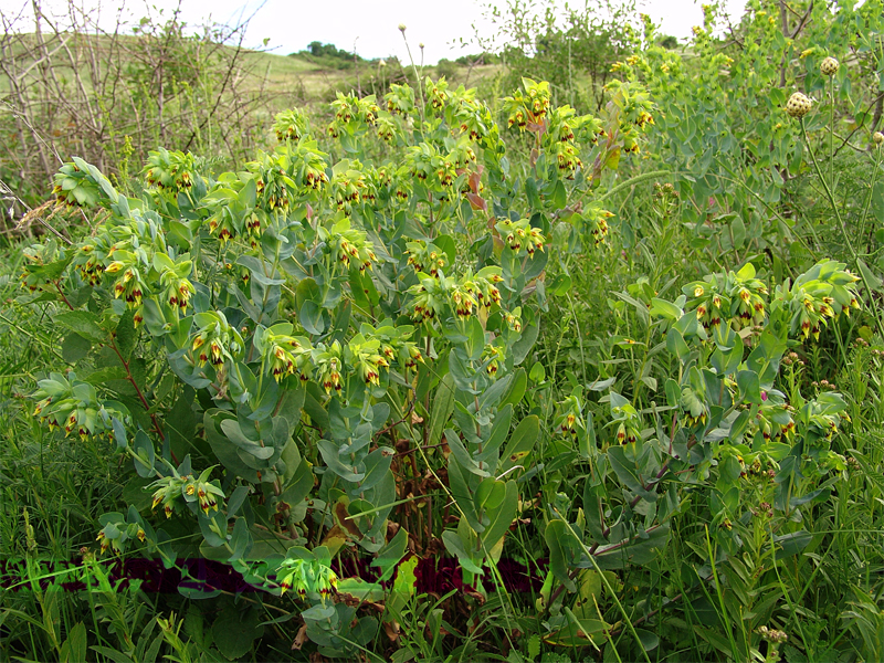 Image of Cerinthe minor specimen.