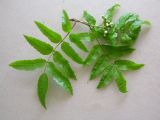 Sorbus sambucifolia. Верхушка побега с бутонами. Камчатский край, Елизовский р-н, долина реки Авача, склон пойменного леса. 18.06.2008.