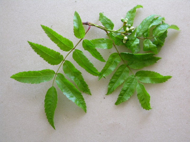 Image of Sorbus sambucifolia specimen.