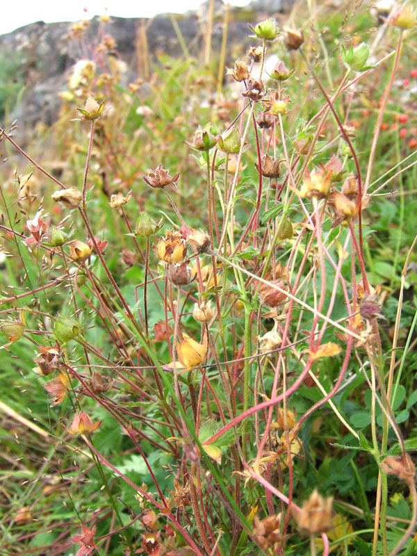 Изображение особи Potentilla crantzii.