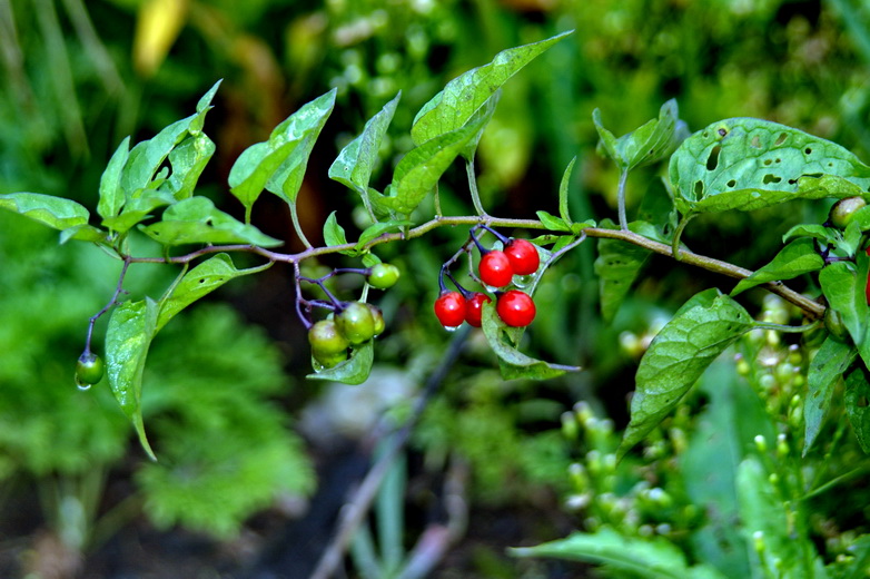 Изображение особи Solanum kitagawae.