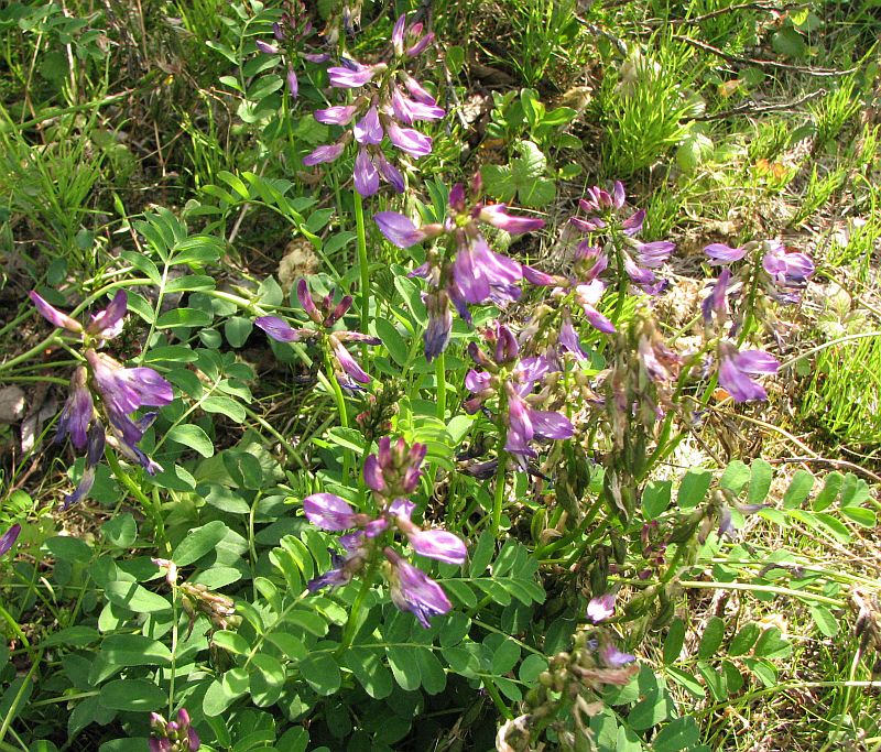 Image of Astragalus subpolaris specimen.