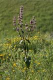 Phlomoides tuberosa. Цветущее растение в степи. Белгородская обл., окр. пос. Борисовка, Острасьев Яр. 30.06.2009.