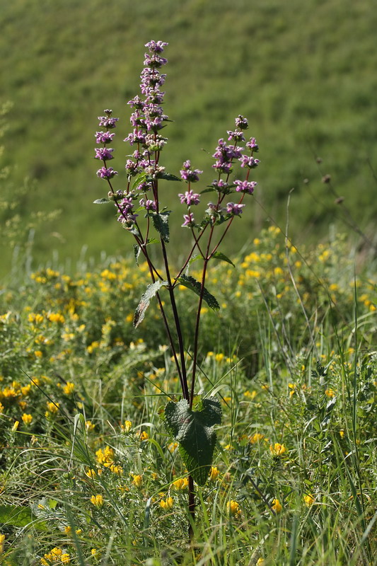 Image of Phlomoides tuberosa specimen.