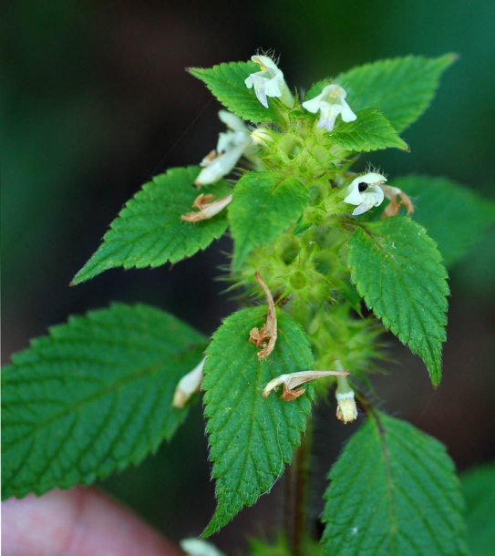 Image of Galeopsis bifida specimen.