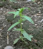 Epilobium tetragonum. Молодое растение. Краснодарский край, Кущёвский р-н, станица Шкуринская, у отмостки фундамента. 3 июня 2015 г.